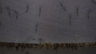 Two U.S. Women Suffer Miscarriages After Contracting Zika Virus